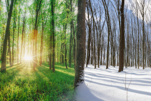 A forest split between summer and winter, with one side showing green trees and sunlight and the other side covered in snow